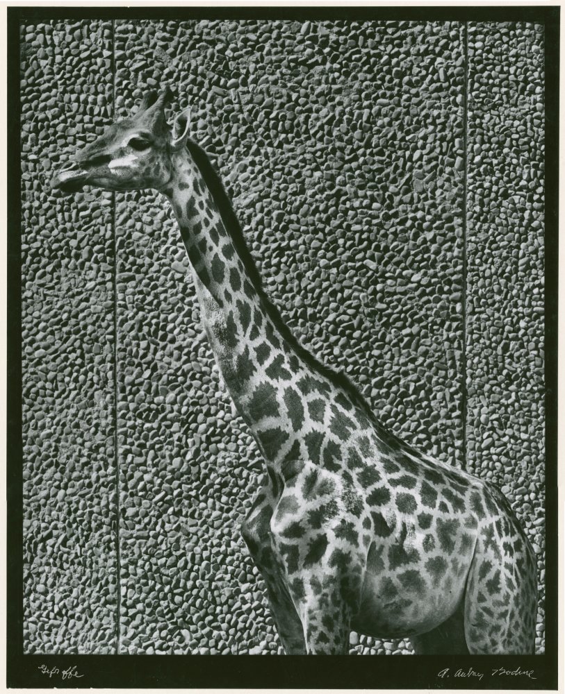 Click for larger image
